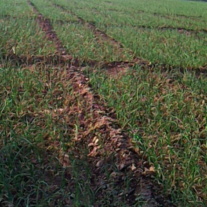 onion growth with the help of Organic Fertilizer bought from anandbio Organics