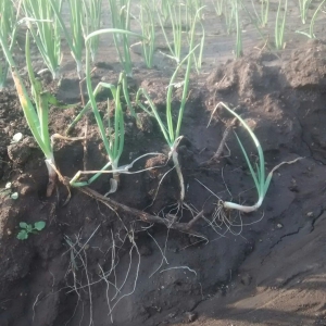 onion plant growth by using organic fertilizer|Anandbio Organics