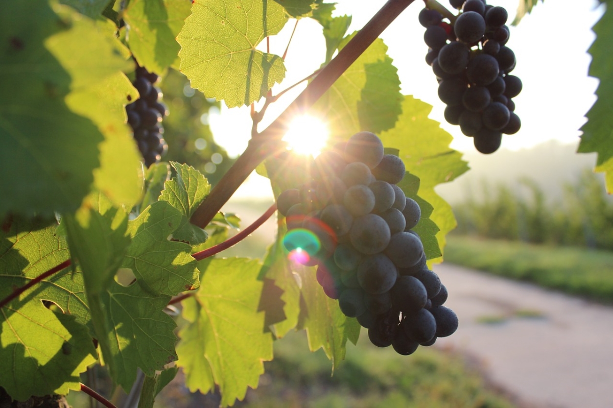 grapes